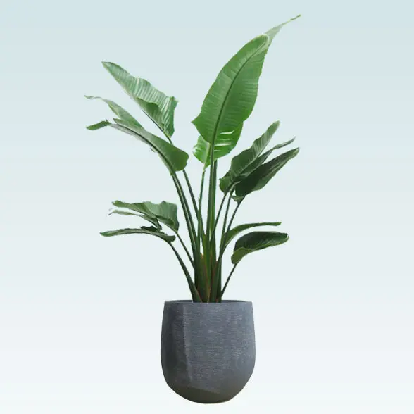 ストレリチア・オーガスタ(ラグジュアリー型、グラスファイバー製鉢カバー付)　Lサイズ　ブラック