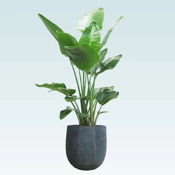 ストレリチア・オーガスタ(ラグジュアリー型、グラスファイバー製鉢カバー付)　Lサイズ　　ブラック　横