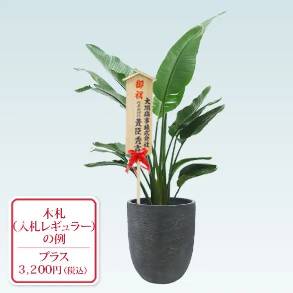 ストレリチア・オーガスタ(エッグポット型、グラスファイバー製鉢カバー付)　Lサイズ　入札付き
