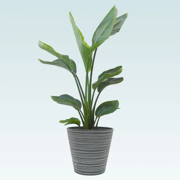 ストレリチア・オーガスタ(エコフレンドリーポット付)　Ｍサイズ