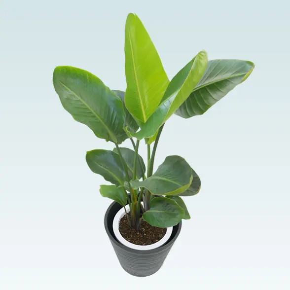 ストレリチア・オーガスタ(エコフレンドリーポット付)　Ｍサイズ 右上から