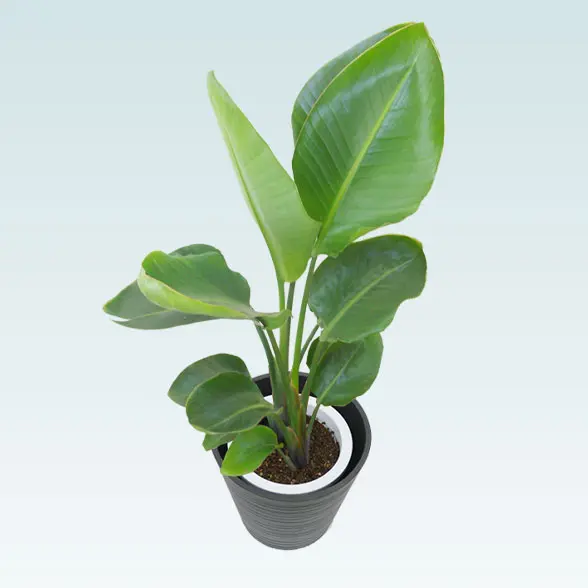 ストレリチア・オーガスタ(エコフレンドリーポット付)　Ｍサイズ　左上から