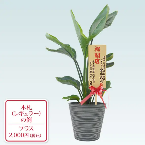 ストレリチア・オーガスタ(エコフレンドリーポット付)　Ｍサイズ　レギュラー札付き