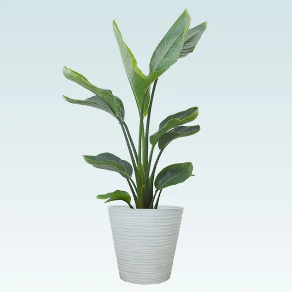 ストレリチア・オーガスタ(エコフレンドリーポット付)　Ｍサイズ　ほわいと