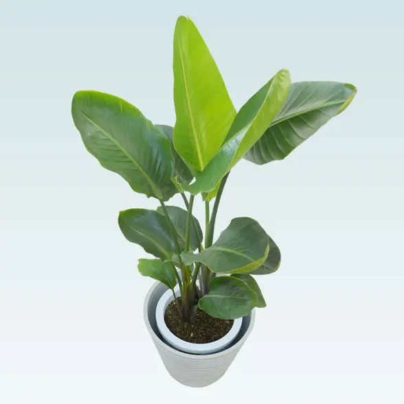 ストレリチア・オーガスタ(エコフレンドリーポット付)　Ｍサイズ　ホワイト　左上から