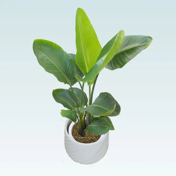 ストレリチア・オーガスタ(スパイラル型、グラスファイバー製鉢カバー付)　Ｍサイズ　ホワイト　左上から