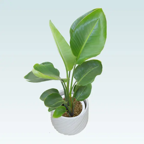 ストレリチア・オーガスタ(スパイラル型、グラスファイバー製鉢カバー付)　Ｍサイズ　右上から