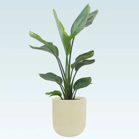 ストレリチア・オーガスタ(Uポット型、グラスファイバー製鉢カバー付)　Ｍサイズ1