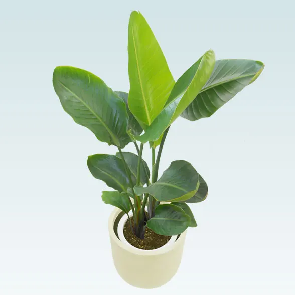 ストレリチア・オーガスタ(Uポット型、グラスファイバー製鉢カバー付)　Ｍサイズ3