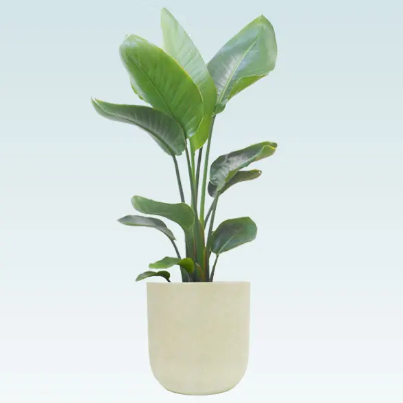 ストレリチア・オーガスタ(Uポット型、グラスファイバー製鉢カバー付)　Ｍサイズ6