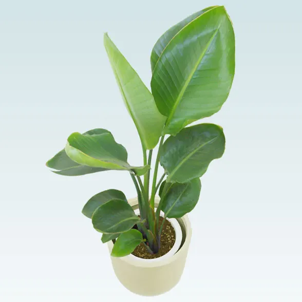 ストレリチア・オーガスタ(Uポット型、グラスファイバー製鉢カバー付)　Ｍサイズ8