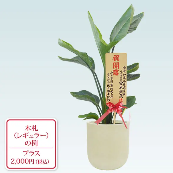 ストレリチア・オーガスタ(Uポット型、グラスファイバー製鉢カバー付)　Ｍサイズ9