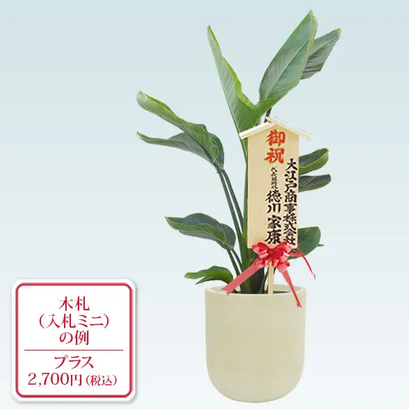 ストレリチア・オーガスタ(Uポット型、グラスファイバー製鉢カバー付)　Ｍサイズ10