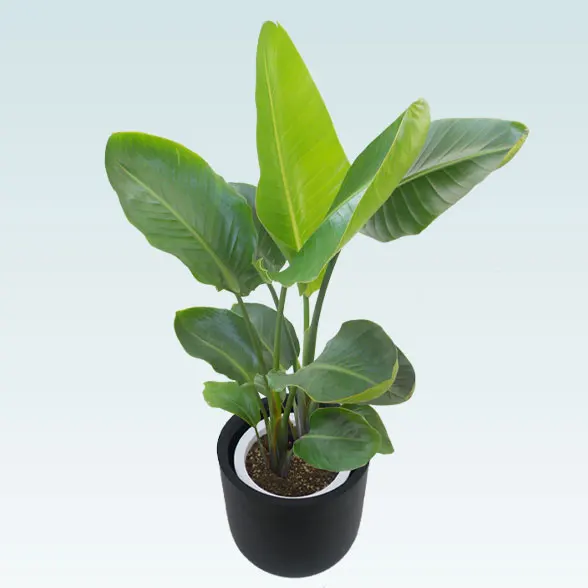 ストレリチア・オーガスタ(Uポット型、グラスファイバー製鉢カバー付)　Ｍサイズ93