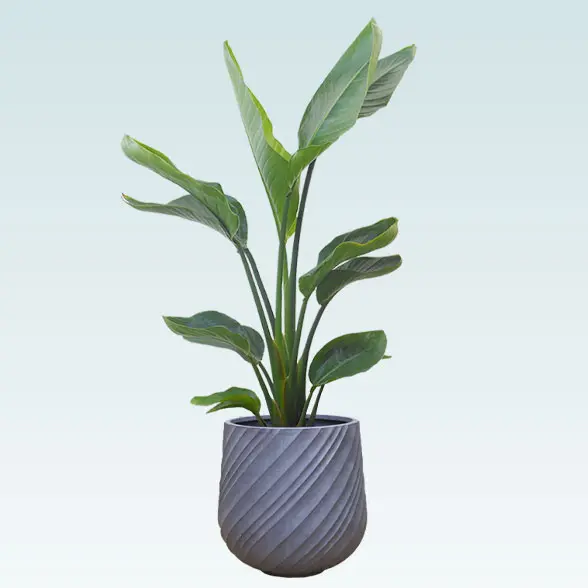 ストレリチア・オーガスタ(スパイラル型、グラスファイバー製鉢カバー付)　Ｍサイズ