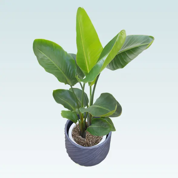 ストレリチア・オーガスタ(スパイラル型、グラスファイバー製鉢カバー付)　Ｍサイズ 左上から