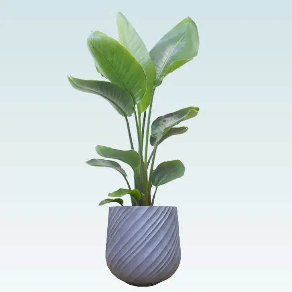 ストレリチア・オーガスタ(スパイラル型、グラスファイバー製鉢カバー付)　Ｍサイズ　横から