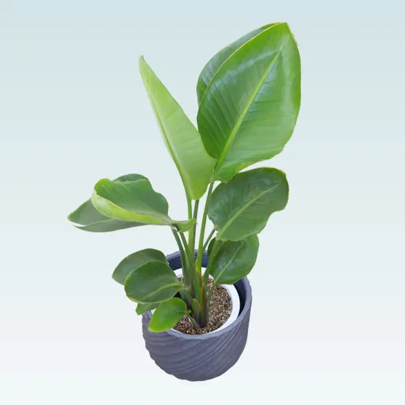 ストレリチア・オーガスタ(スパイラル型、グラスファイバー製鉢カバー付)　Ｍサイズ　右上から