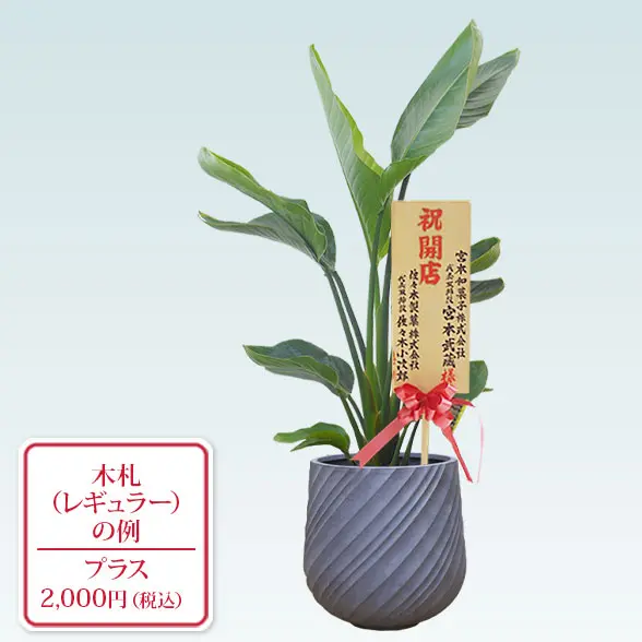 ストレリチア・オーガスタ(スパイラル型、グラスファイバー製鉢カバー付)　Ｍサイズ　レギュラー札付き