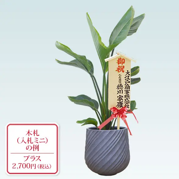 ストレリチア・オーガスタ(スパイラル型、グラスファイバー製鉢カバー付)　Ｍサイズ　入札付き