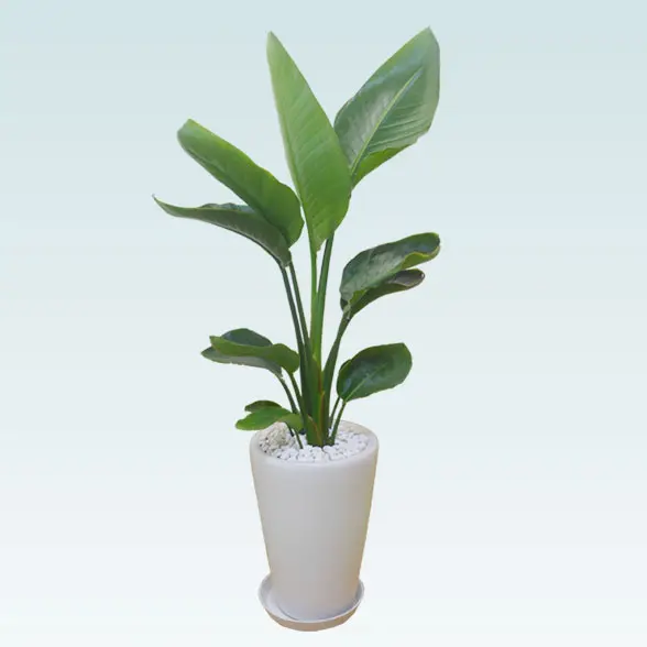 ストレリチア・オーガスタ(陶器鉢植込み、ラウンドタイプ白色
