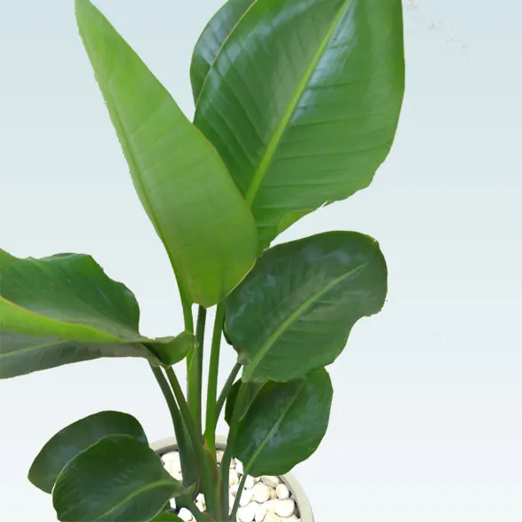ストレリチア・オーガスタ(グラスファイバー製鉢植込み、バルーン型)3