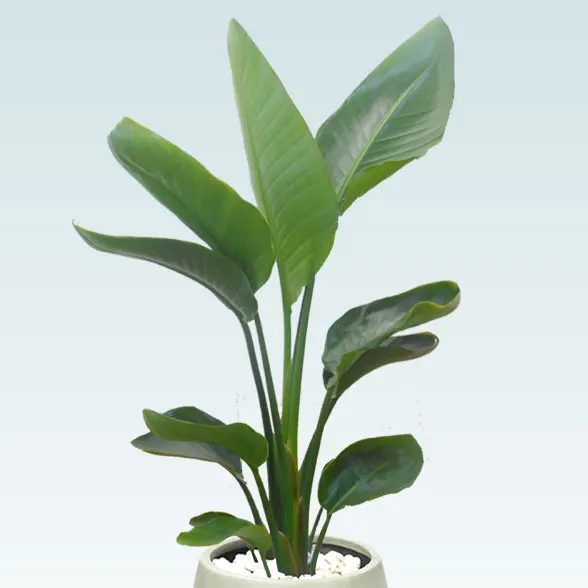 ストレリチア・オーガスタ(グラスファイバー製鉢植込み、バルーン型)6