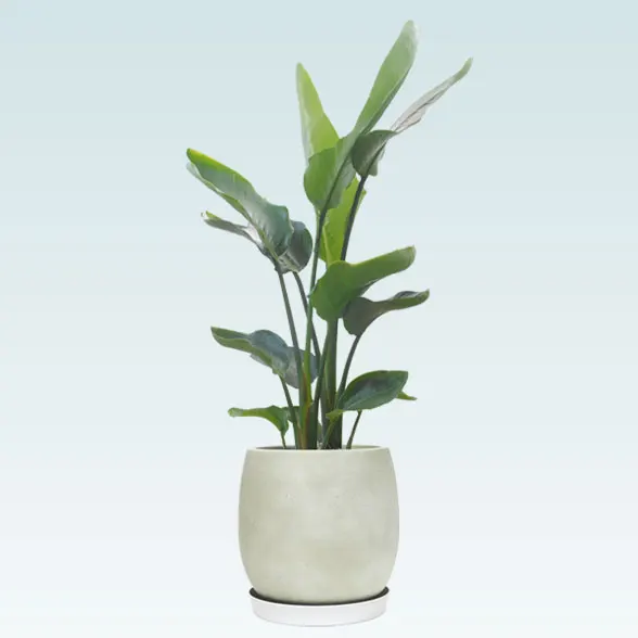 ストレリチア・オーガスタ(グラスファイバー製鉢植込み、バルーン型)8