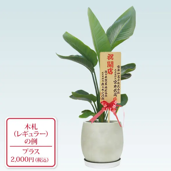 ストレリチア・オーガスタ(グラスファイバー製鉢植込み、バルーン型)9