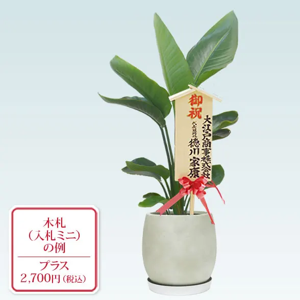 ストレリチア・オーガスタ(グラスファイバー製鉢植込み、バルーン型)10