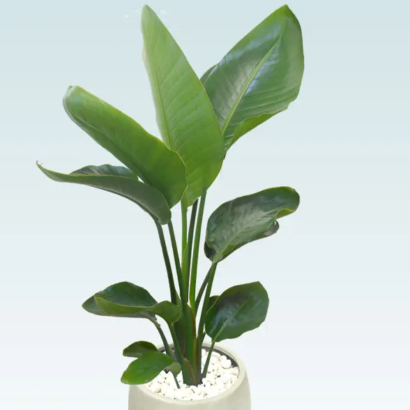 ストレリチア・オーガスタ(グラスファイバー製鉢植込み、バルーン型)11