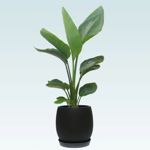 ストレリチア・オーガスタ(グラスファイバー製鉢植込み、バルーン型)1