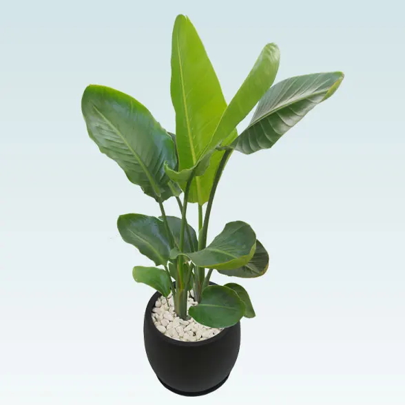 ストレリチア・オーガスタ(グラスファイバー製鉢植込み、バルーン型)7