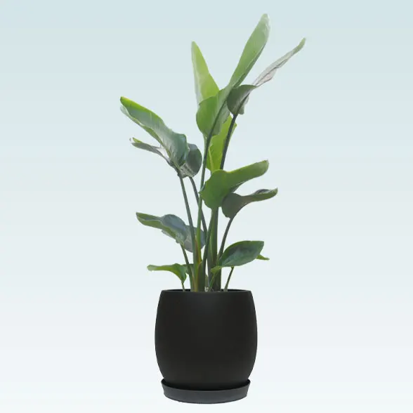 ストレリチア・オーガスタ(グラスファイバー製鉢植込み、バルーン型)8