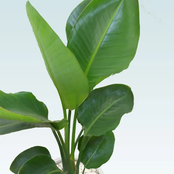 ストレリチア・オーガスタ(グラスファイバー製鉢植込み、チューリップ型)　3