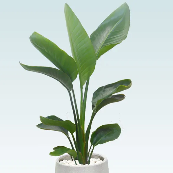 ストレリチア・オーガスタ(グラスファイバー製鉢植込み、チューリップ型)　6