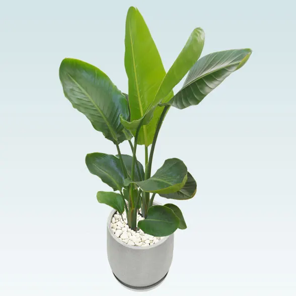 ストレリチア・オーガスタ(グラスファイバー製鉢植込み、チューリップ型)　7