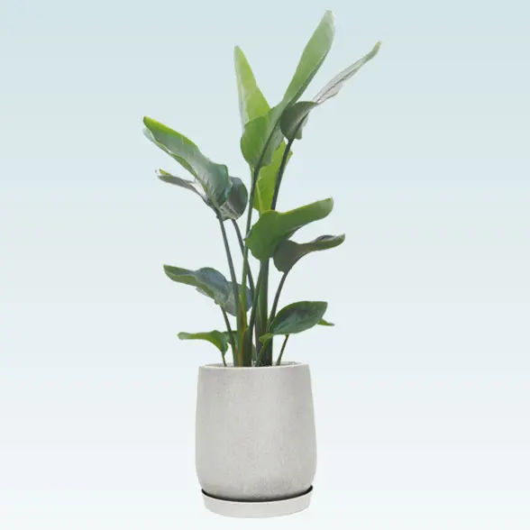 ストレリチア・オーガスタ(グラスファイバー製鉢植込み、チューリップ型)　8