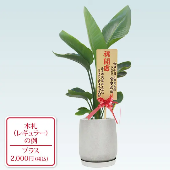 ストレリチア・オーガスタ(グラスファイバー製鉢植込み、チューリップ型)　9