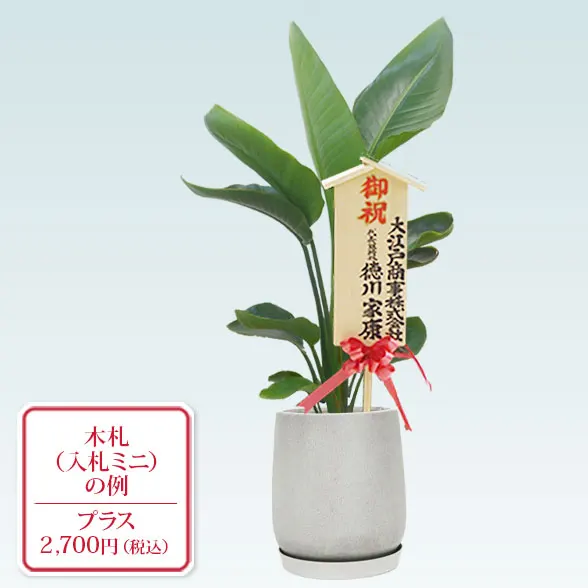 ストレリチア・オーガスタ(グラスファイバー製鉢植込み、チューリップ型)　10