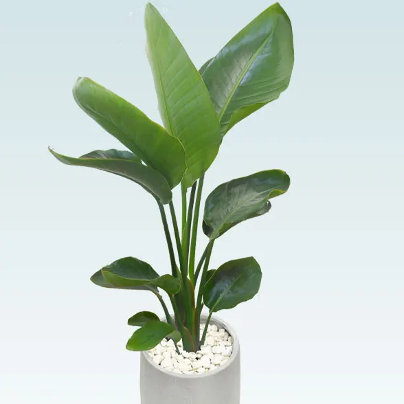 ストレリチア・オーガスタ(グラスファイバー製鉢植込み、チューリップ型)　11