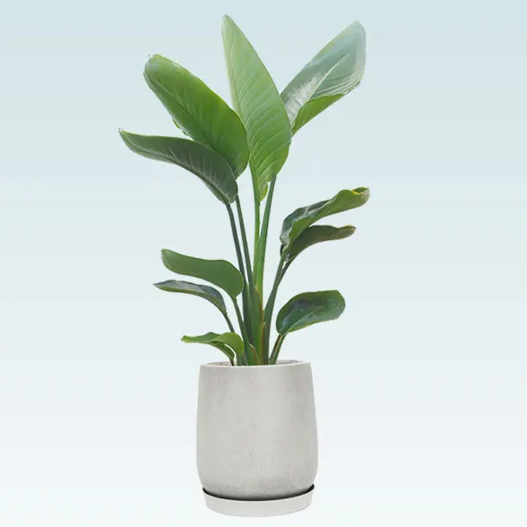 ストレリチア・オーガスタ(グラスファイバー製鉢植込み、チューリップ型)　20