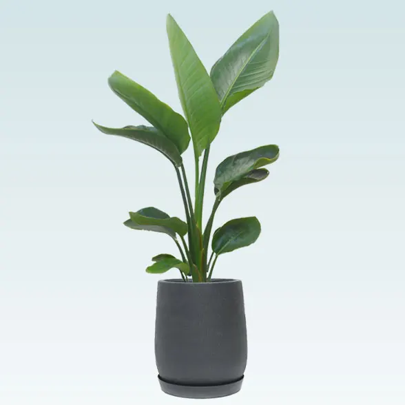 ストレリチア・オーガスタ(グラスファイバー製鉢植込み、チューリップ型)　61