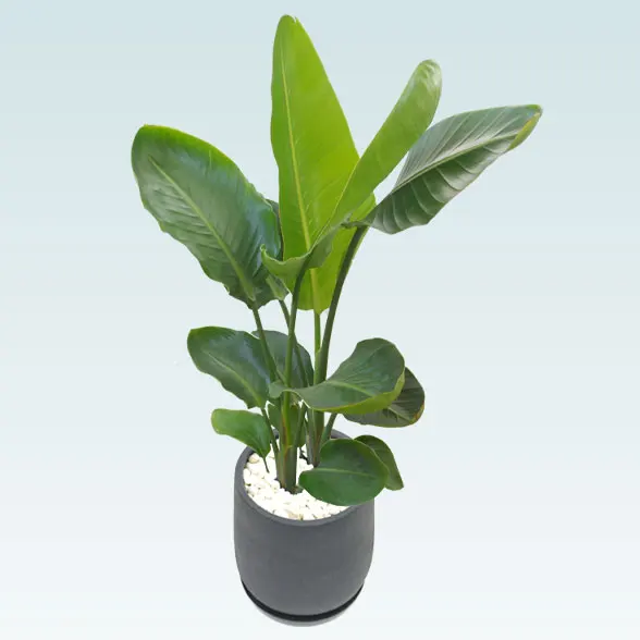 ストレリチア・オーガスタ(グラスファイバー製鉢植込み、チューリップ型)　67