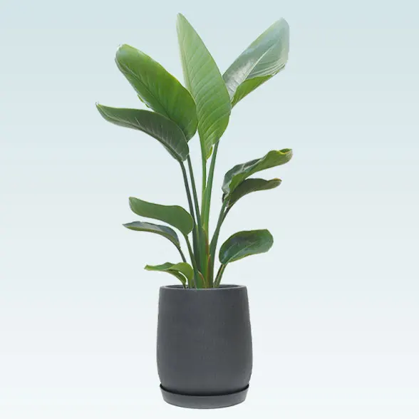 ストレリチア・オーガスタ(グラスファイバー製鉢植込み、チューリップ型)　20