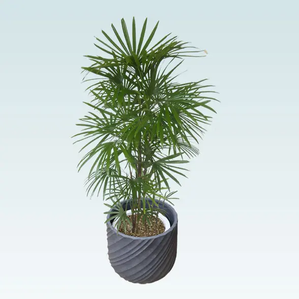 シュロチク(スパイラル型、グラスファイバー製鉢カバー付)　Lサイズ　グレー　上から