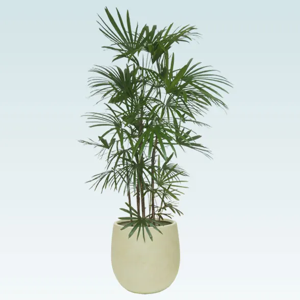 シュロチク(バルーン型、グラスファイバー製鉢カバー付)　Lサイズ１