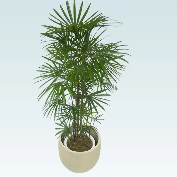 シュロチク(バルーン型、グラスファイバー製鉢カバー付)　Lサイズ6