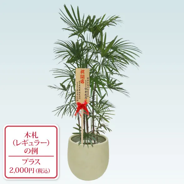 シュロチク(バルーン型、グラスファイバー製鉢カバー付)　Lサイズ9