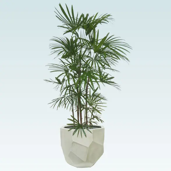 B級品/大型観葉植物】緑の宝石！濃い緑色の葉が魅力♪シュロチク